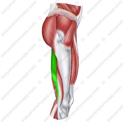 Biceps femoris muscle – long head (m. biceps femoris (caput longum)